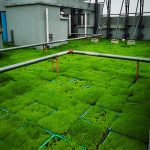 重庆屋顶绿化
