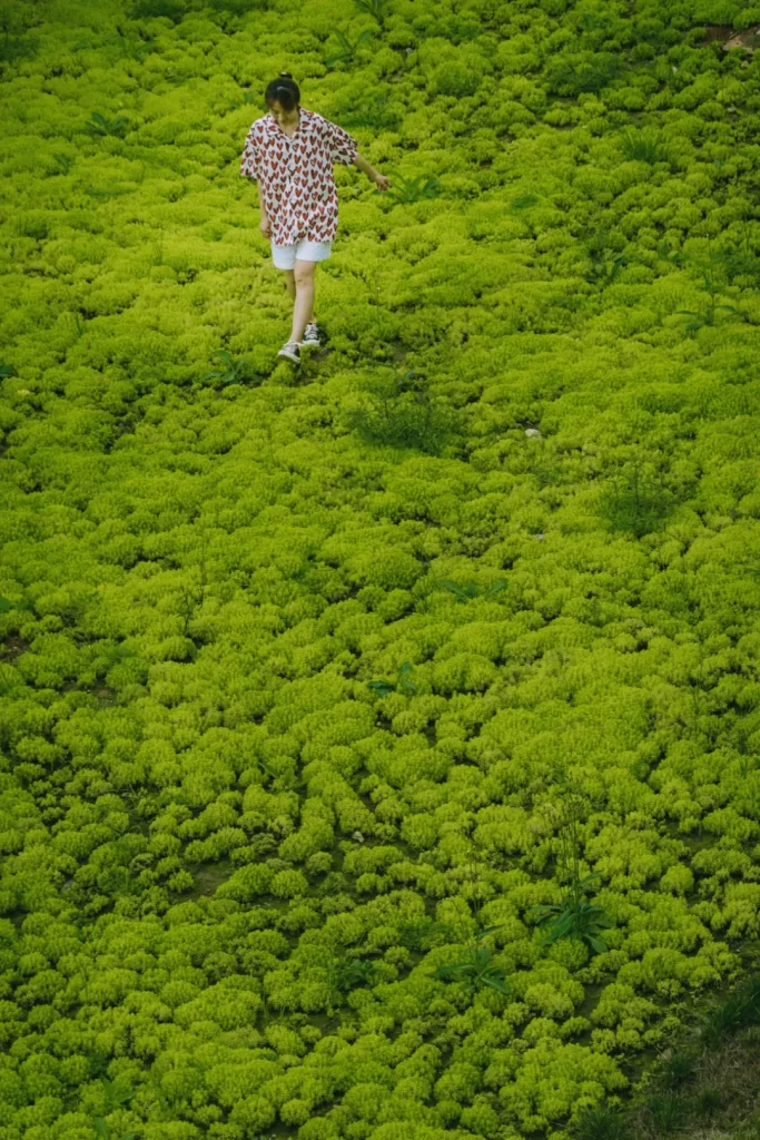 屋顶轻质绿化_成都屋顶花园