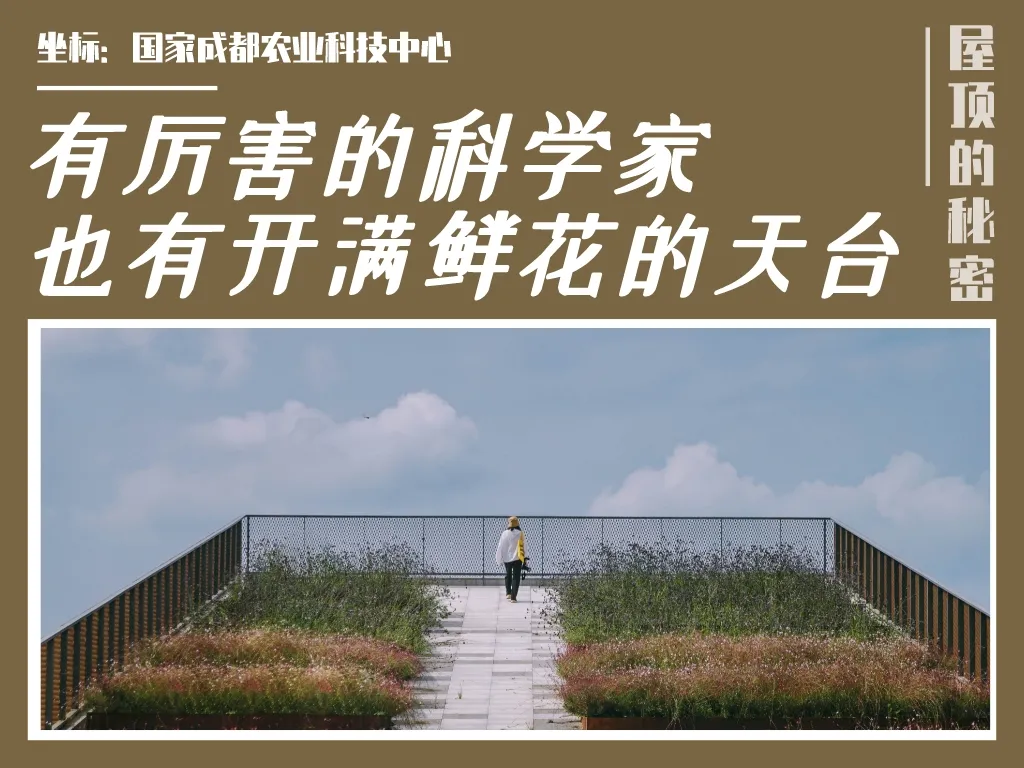 屋顶轻质海绵绿化