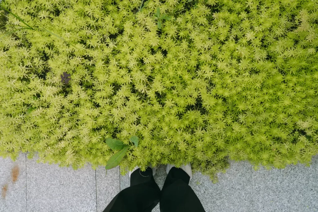 屋顶花园绿化,屋顶花园工程,屋顶花园公司,成都屋顶花园