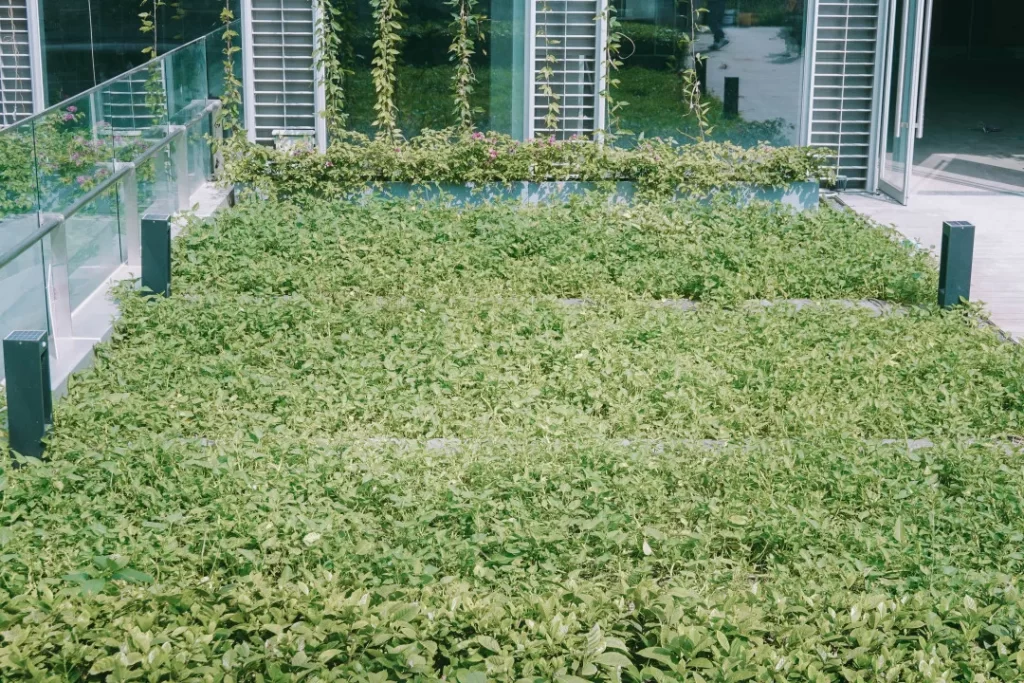 成都楼顶绿化,成都屋顶绿化,成都楼顶绿化公司,成都佛甲草绿化