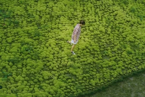 屋顶绿化属不属于垂直绿化的范畴？