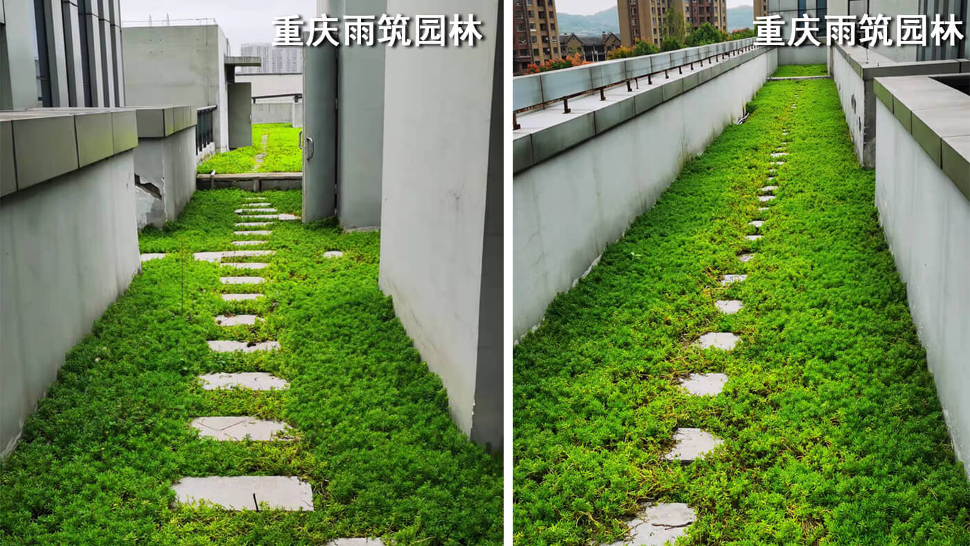 重庆屋顶绿化,重庆立体绿化,重庆轻质屋顶绿化,重庆佛甲草,佛甲草绿化,轻质绿色屋顶改善城市生态 + 提高城市品位｜重庆璧山绿岛新区管委会屋顶绿化项目