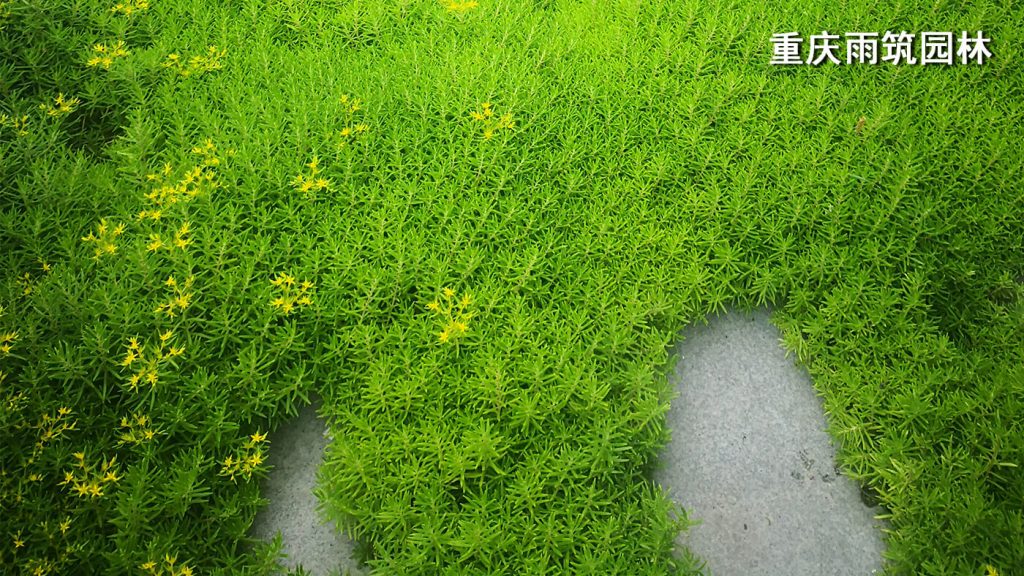 重庆屋顶绿化,重庆立体绿化,重庆轻质屋顶绿化,重庆佛甲草,佛甲草绿化,轻质绿色屋顶