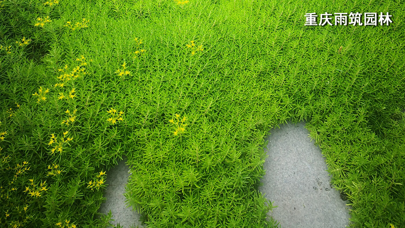 重庆屋顶绿化,重庆立体绿化,重庆轻质屋顶绿化,重庆佛甲草,佛甲草绿化,轻质绿色屋顶改善城市生态 + 提高城市品位｜重庆璧山绿岛新区管委会屋顶绿化项目
