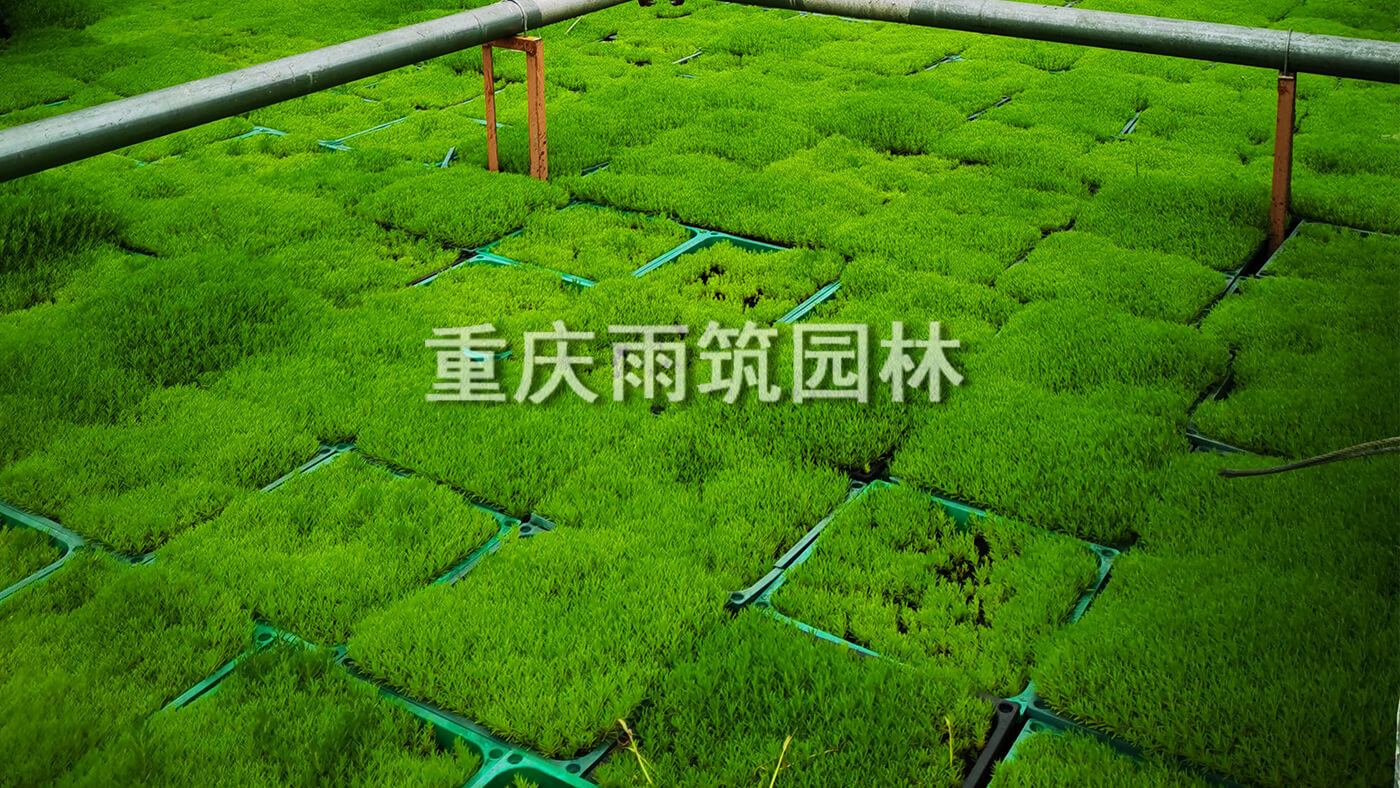 重庆屋顶绿化,重庆立体绿化,重庆轻质屋顶绿化,重庆佛甲草,佛甲草绿化,轻质绿色屋顶营造有生命力的城市第五面｜重庆市两江新区两江中迪广场一期项目