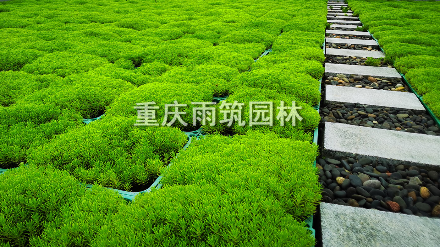 重庆屋顶绿化,重庆立体绿化,重庆轻质屋顶绿化,重庆佛甲草,佛甲草绿化,轻质绿色屋顶营造有生命力的城市第五面｜重庆市两江新区两江中迪广场一期项目