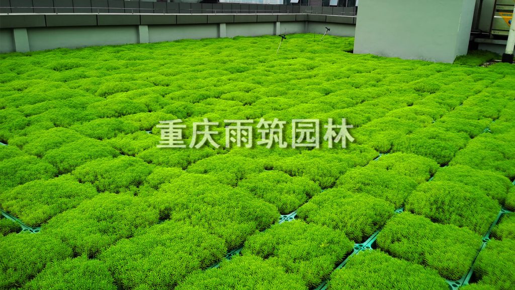 重庆屋顶绿化,重庆立体绿化,重庆轻质屋顶绿化,重庆佛甲草,佛甲草绿化,轻质绿色屋顶