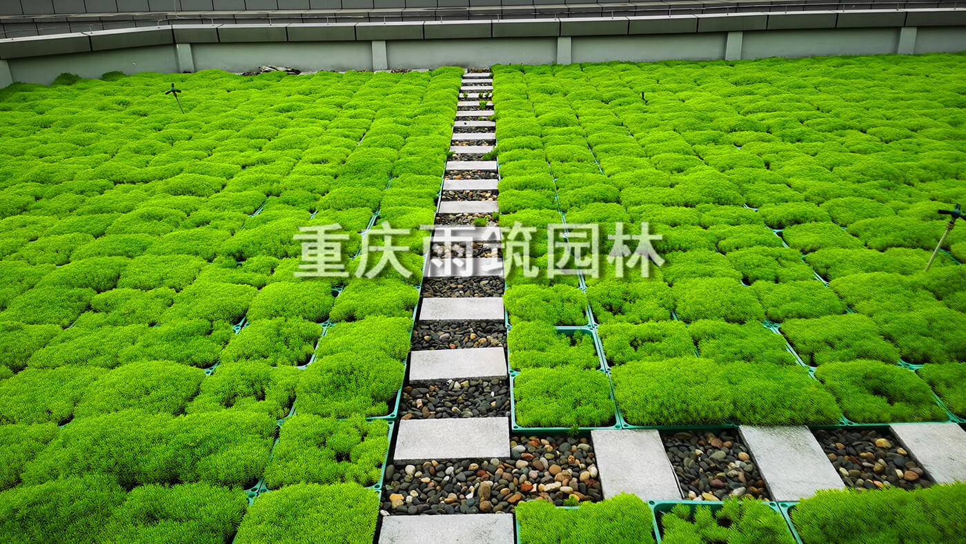 重庆屋顶绿化,重庆立体绿化,重庆轻质屋顶绿化,重庆佛甲草,佛甲草绿化,轻质绿色屋顶营造有生命力的城市第五面｜重庆市两江新区两江中迪广场一期项目