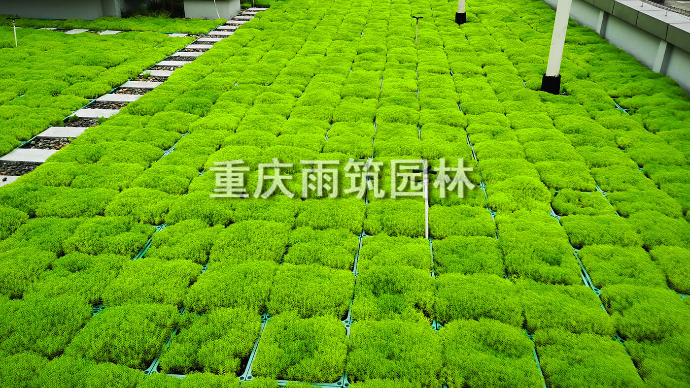 重庆屋顶绿化,重庆立体绿化,重庆轻质屋顶绿化,重庆佛甲草,佛甲草绿化,轻质绿色屋顶营造有生命力的城市第五面｜重庆市两江新区两江中迪广场一期项目