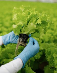 云南高原果园有机肥施用：昭通苹果产区方案