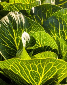 苹果园有机肥应用案例：老树更新复壮与品质提升方案