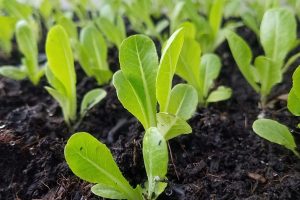 芦笋怎么施有机肥？基肥和追肥方法与用量