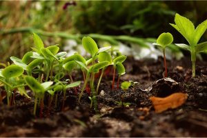 秋季果园秋施基肥：全年最重要的一次施肥详解