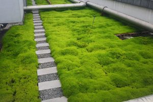 草莓种植有机肥应用案例：基肥与追肥配合方案
