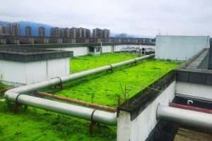 洋葱怎么施有机肥？基肥和追肥方法与用量