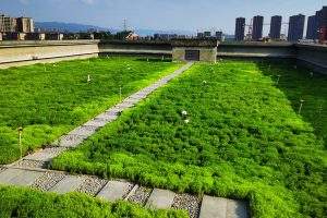 番茄怎么施有机肥？基肥和追肥方法与用量