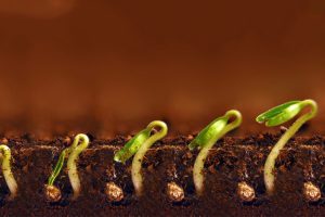 蔬菜大棚土壤盐渍化怎么改良？有机肥+洗盐综合方案