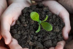 冬季大棚蔬菜保温与有机肥增温方案