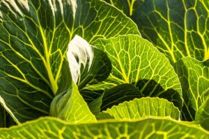 春季果树萌芽肥施用：时间、用量与方法