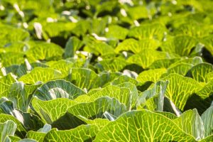 秋季蔬菜播种前基肥施用：有机肥准备与施用方法